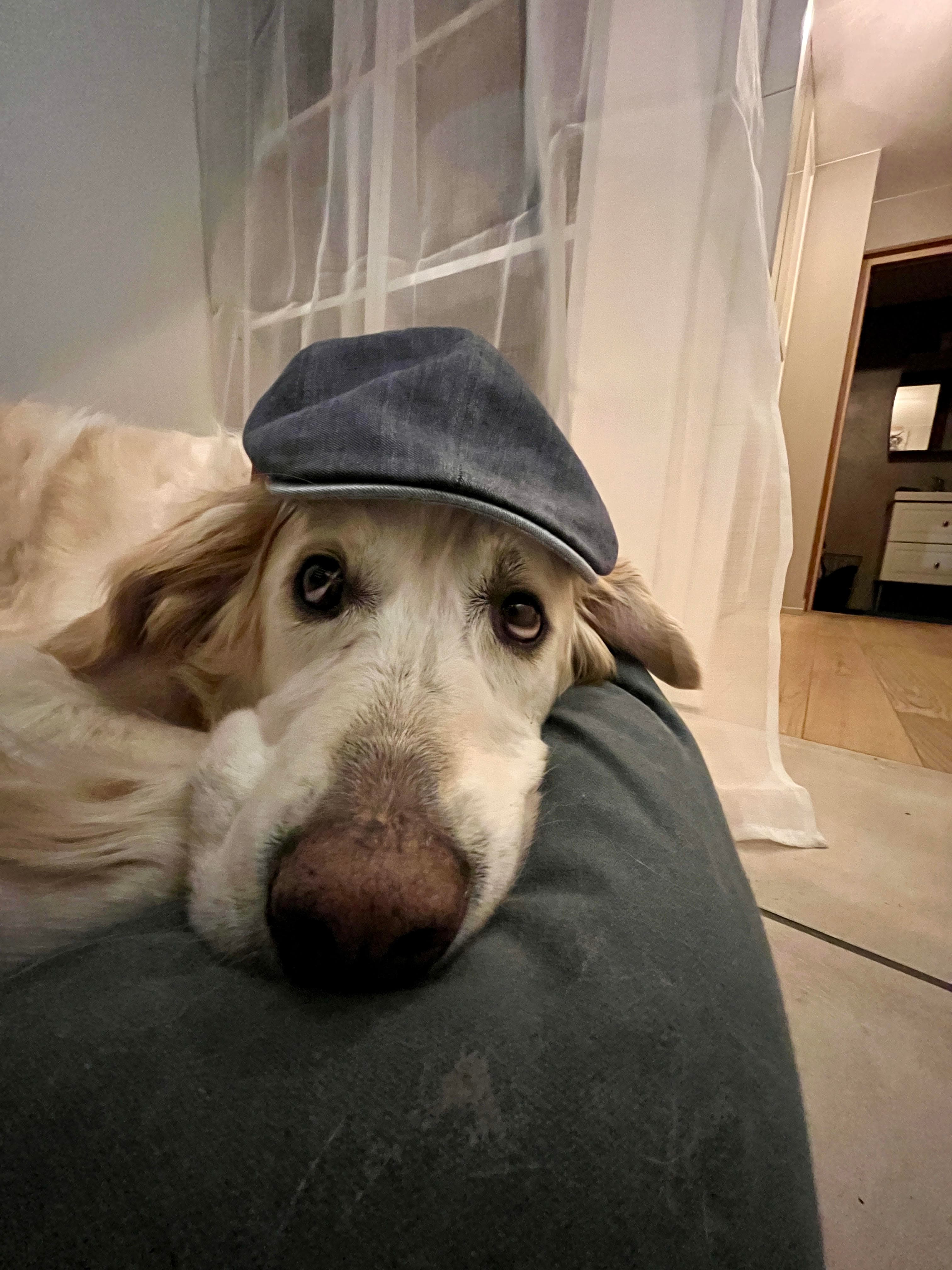 Un golden retriever portant une casquette plate bleue pose sa tête sur un coussin gris.